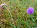 Blommor i mitten av oktober - Dalstorp