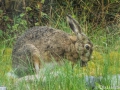 Hare